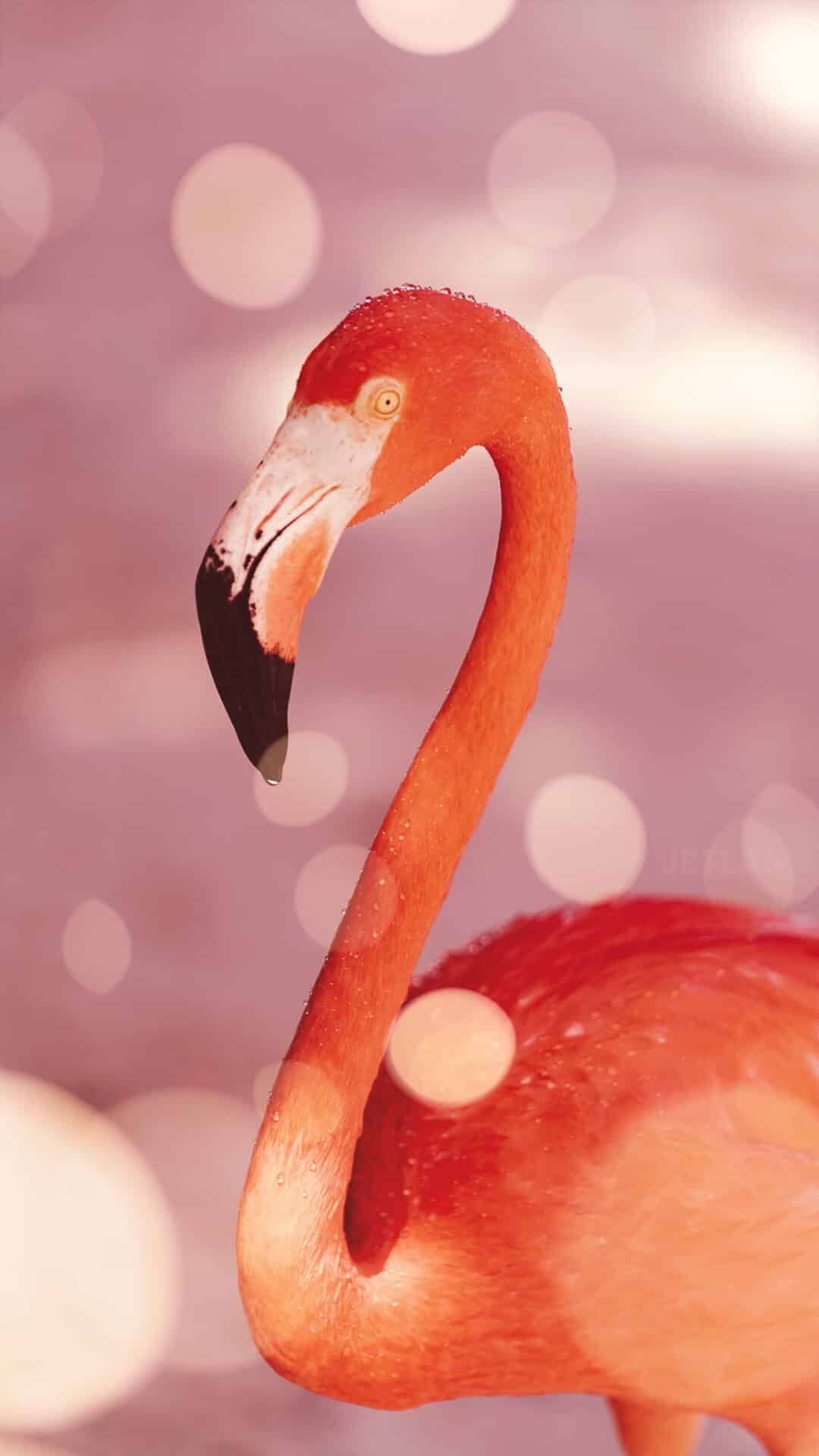 JETLAG-FlamingoShower-1